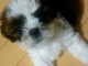 magnifiques chiots shih tzu  L.O.F a donner