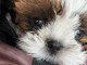 magnifiques chiots shih tzu  L.O.F a donner