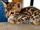 Adorable chaton Bengal à donner 