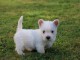 A donner chiots Westie