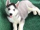 A donner chiot husky siberian femelle yeux bleu