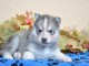 CHIOTS HUSKY DE SIBERIE A DONNER