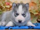 CHIOTS HUSKY DE SIBERIE A DONNER