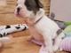 CHIOTS BOULEDOGUE FRANCAIS  A DONNER