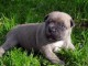 Chiot american staffordshire terrier lof a donner