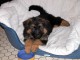 Adorable chiot berger allemand Femelle A DONNER