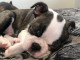 Chiots de type Boston terrier lof 