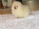 A donner chiot type spitz nain blanche femelle