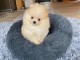 A donner chiot type spitz nain blanche femelle