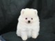 A donner chiot type spitz nain blanche femelle