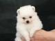 A donner chiot type spitz nain blanche femelle