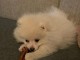 A donner chiot type spitz nain blanche femelle