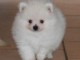 A donner chiot type spitz nain blanche femelle