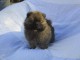 Chiot spitz allemand nain femelle