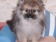 Chiot spitz allemand nain femelle