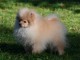 Chiot spitz allemand nain femelle