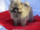 Chiot spitz allemand nain femelle