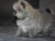 Chiot spitz allemand nain femelle