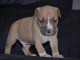 Chiot american staffordshire terrier lof a donner