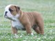 chiot bulldog anglais lof a donner