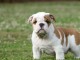 chiot bulldog anglais lof a donner