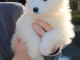 Chiots samoyede  a donner