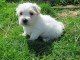 Chiot coton de tulear LOF a donner