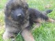 chiots Berger allemand LOF a donner