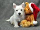 chiot Westie lof a donner