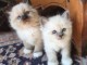  2 adorables chatons sacre de bimranie