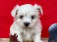 Chiots Bichon maltais dispo