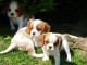  Jolies Chiots Cavalier King Charles