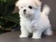 Chiots Bichon maltais dispo