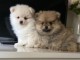  Magnifiques chiots spitz nain pomeranian