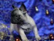 Chiot Bouledogue Français lof a donner