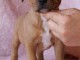 Chiots Staffordshire Bull Terrier LOF a donner