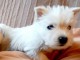 chiot Westie lof a donner