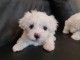  Chiots Bichons maltais pure race 