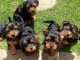  chiots type yorkshire male et femellee