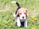 chiot Beagle LOF a donner