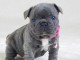  chiot type bouledogue Français ages de 3 mois