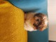    Adorable chiots SHIH TZU dispo