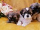   Chiots shih tzu non LOF 