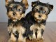  Adorables chiots yorkshire lof