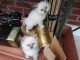 Magnifiques chatons sacre de birmanie LOOF 