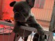  Disponibles chiots bouledogue Français lof