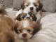  Superbes chiots de type shih tzu 