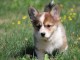 chiots type CORGI pour adoption