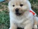 je donne deux magnifiques chiots Chow Chow