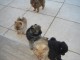 Magnifiques Chiots Spitz Nain Pure Race